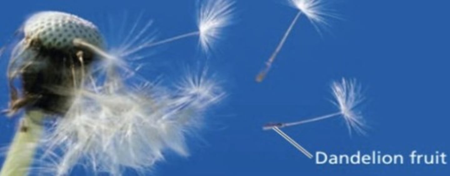 <p>An example of a plant that uses wind as a mechanism for seed dispersal.</p>