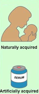 Resistance to disease that is acquired from the introduction of antibodies from another individual, rather than an individual's own immune system e.g. across the placenta or in the mother's milk. It is usually short lived.