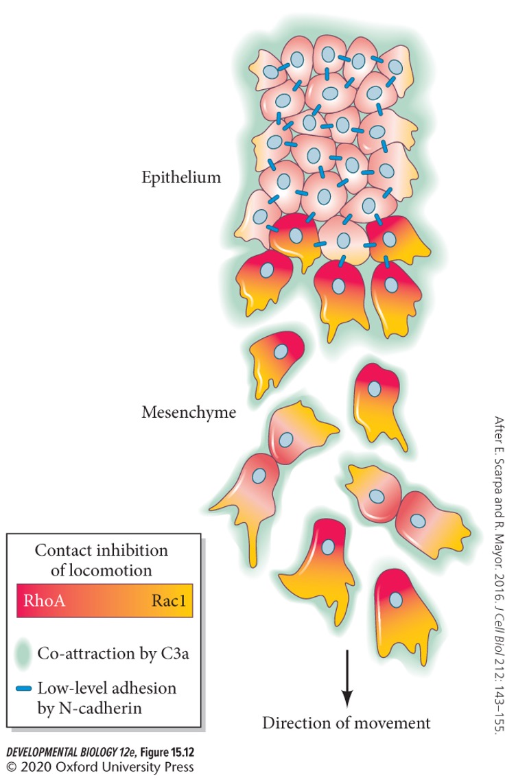 
1. Low level N-cadherin
2. **C3a**