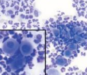 Cytology sample