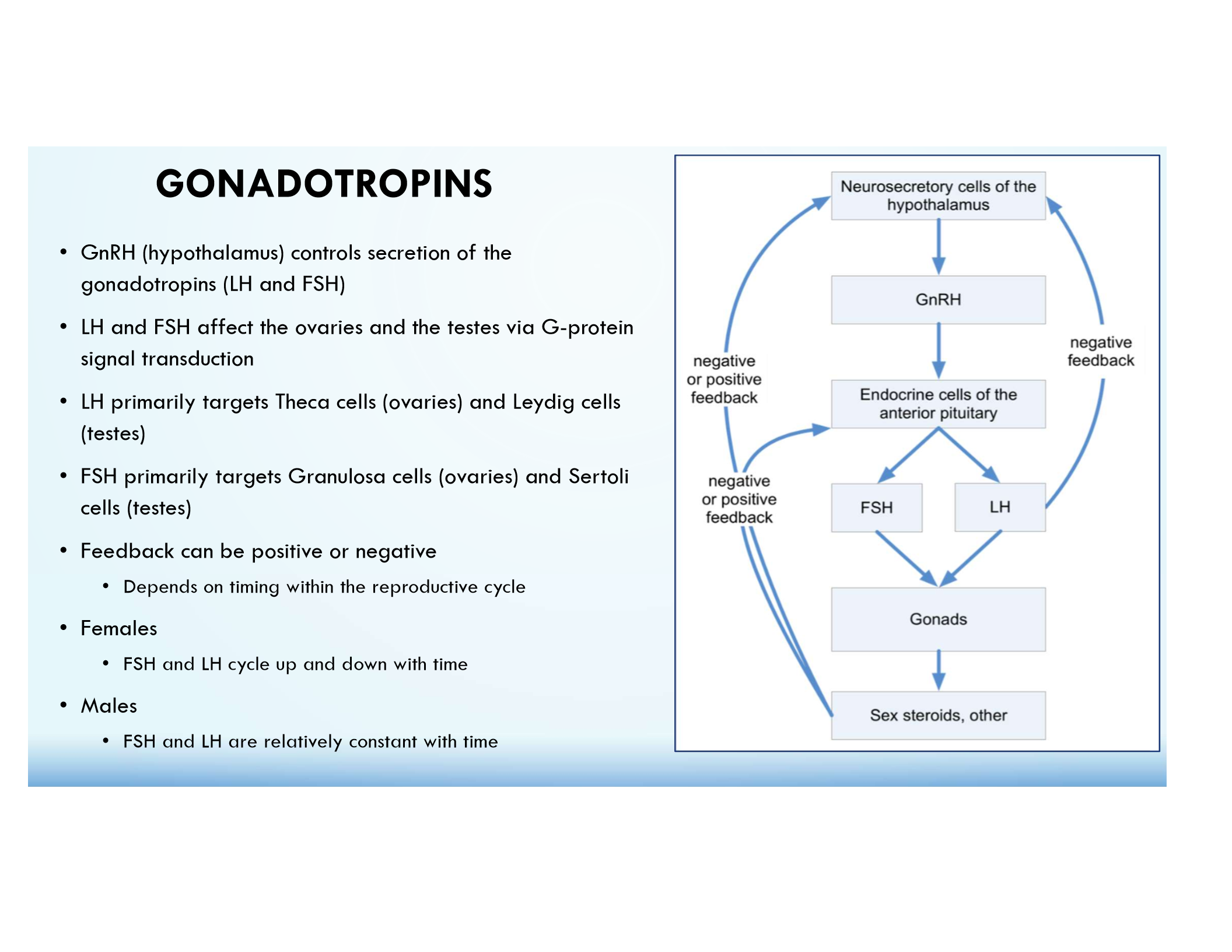 <p>Regulated by GnRH → FSH/LH; involved in reproductive function and gametogenesis.</p>