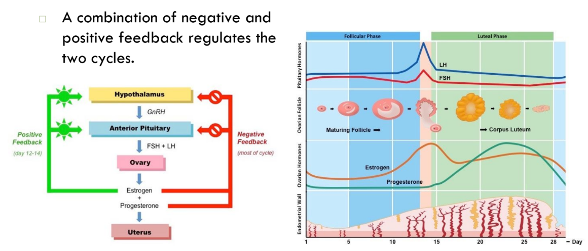 * Cyclic changes of the endometrium and the ovary 
* Regulated by cyclic production of estrogens and progesterone 
* FSH and LH regulate the production of estrogens and progesterone 
* Both cycles are approximately 28 days in length 
* Ovulation typically occurs midway through cycle (approximately day 14) 
* The cycles are generally divided into three main components:  
  * The follicular phase 
  * Ovulation 
  * The luteal phase