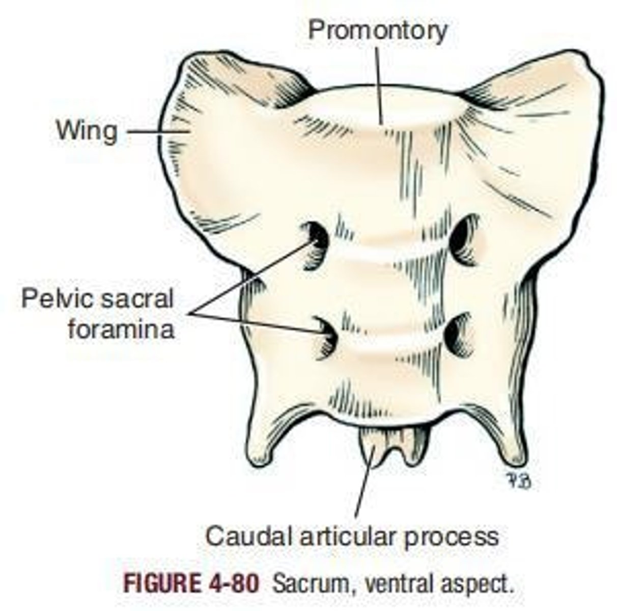 <p>Transverse ridge on the base of the sacrum.</p>