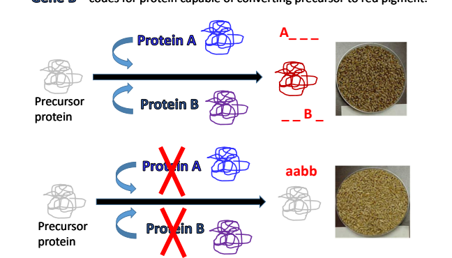 <p>Say you start with a precursor protein. Both gene A and gene B make a protein that results in the same trait, if both are expressed the dominant phenotype is expressed, if one of the two dominant alleles is expressed the dominant phenotype is expressed. Only if both proteins are inactive by a double recessive genotype is the recessive phenotype expressed. </p>