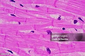<p>What tissue is this</p>