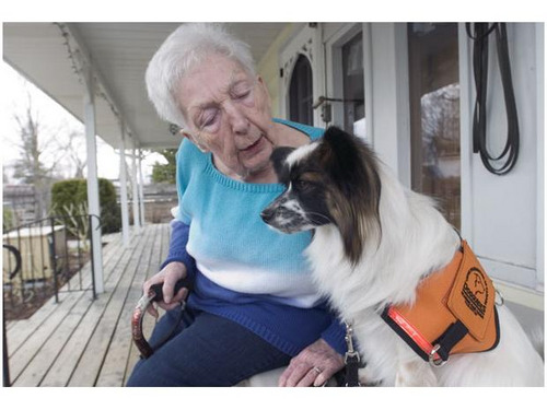 een signaalhond