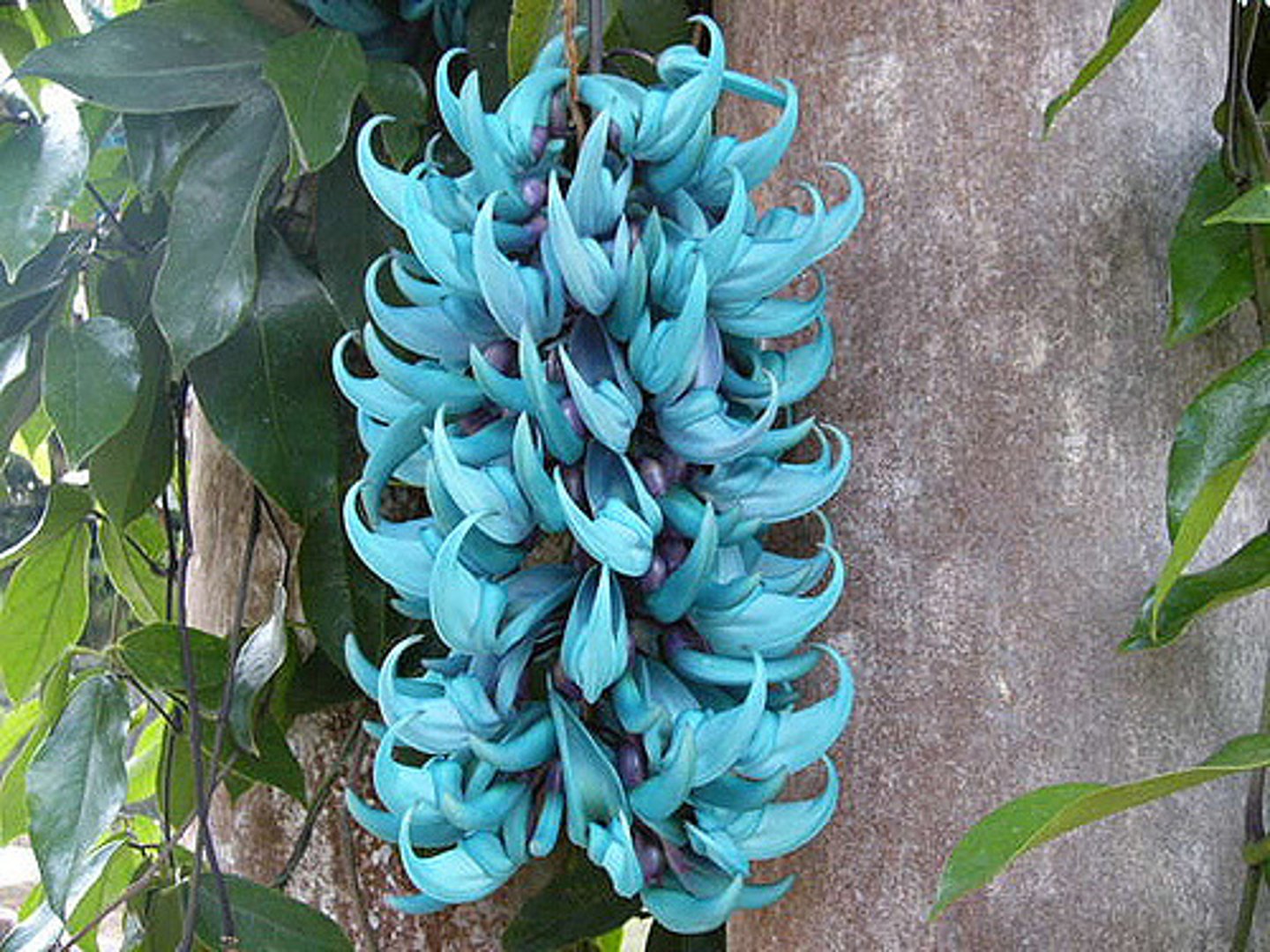 <p>Jade Vine</p>