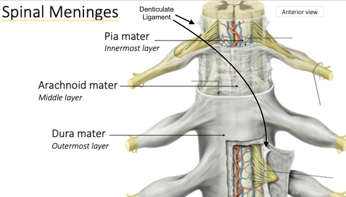 <p><u>Pia Mater</u></p><ul><li><p>Thin, transparent connective tissue layer that adheres directly with the surface of the spinal cord and brain</p></li><li><p>Many blood vessels that supply cord with oxygen and nutrients.</p></li><li><p><em>Denticulate Ligaments</em></p><ul><li><p>Lateral Extensions/thickenings of pia mater</p></li><li><p>Extend length of spinal cord to increase stability &amp; protect it from sudden displacement (injury)</p></li></ul></li></ul><p><u>Arachnoid Mater</u></p><ul><li><p>Thin, avascular covering , that's composed of epithelial cells and very thin, loose strands of collagen</p></li><li><p>Cover the Spinal Nerve Roots</p></li><li><p>Arachnoid - spiderweb arrangement of fibres and collagen</p></li></ul><p><u>Dura Mater</u></p><ul><li><p>Strong, composed of dense irregular connective tissue</p></li><li><p>Cover the Spinal Nerve Roots</p></li><li><p>Continuous with meningeal layer of cranial dura mater</p></li><li><p>Extends to S2 vertebrae</p></li></ul>