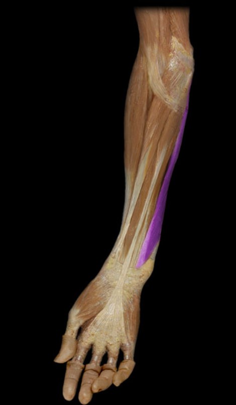 <p>Name the muscle highlighted (three words - all lowercase)</p>