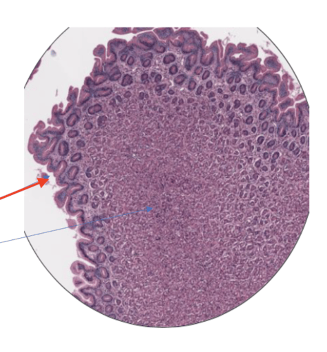 knowt flashcard image