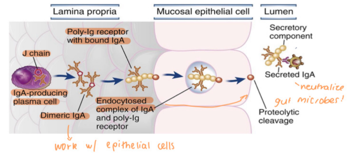 <p>complex is endocytosed into epithelial cells and transported across cell (transcytosis)</p><p>released into lumen by proteolytic cleavage</p><p>then neutralises microbes + prevents their entry</p>