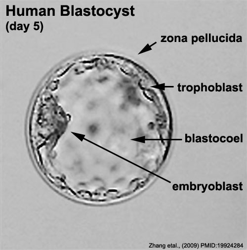 <p>The conceptus reaches the uterus and is now termed a Morula. At this stage, trophoblasts bring Na+ into the conceptus via active transport where H2O follows via osmosis to form the blastocoele (blastocyst cavity)</p>