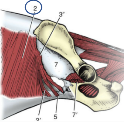 <p>fibers run cranioventrally, abdominal muscle</p><p>Origin: last 9-10 ribs and thoracolumbar fascia</p><p>Insertion: linea alba via an aponeurosis</p>