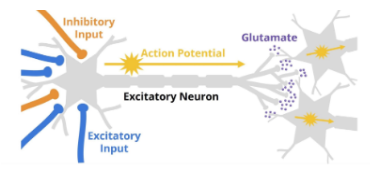 * Excitatory neurons release neurotransmitter glutamate 
* Neurons fire when excitatory inputs exceed inhibitory inputs