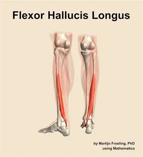 <p>Deep muscle on fibular side flexes big toe & assists plantar flexion. (N. tibialis). 🔎 See tendon crossing posterior ankle to hallux. 💡 "Hallucis = hello big toe."</p>