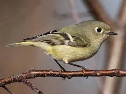 <p>What bird is this?</p>
