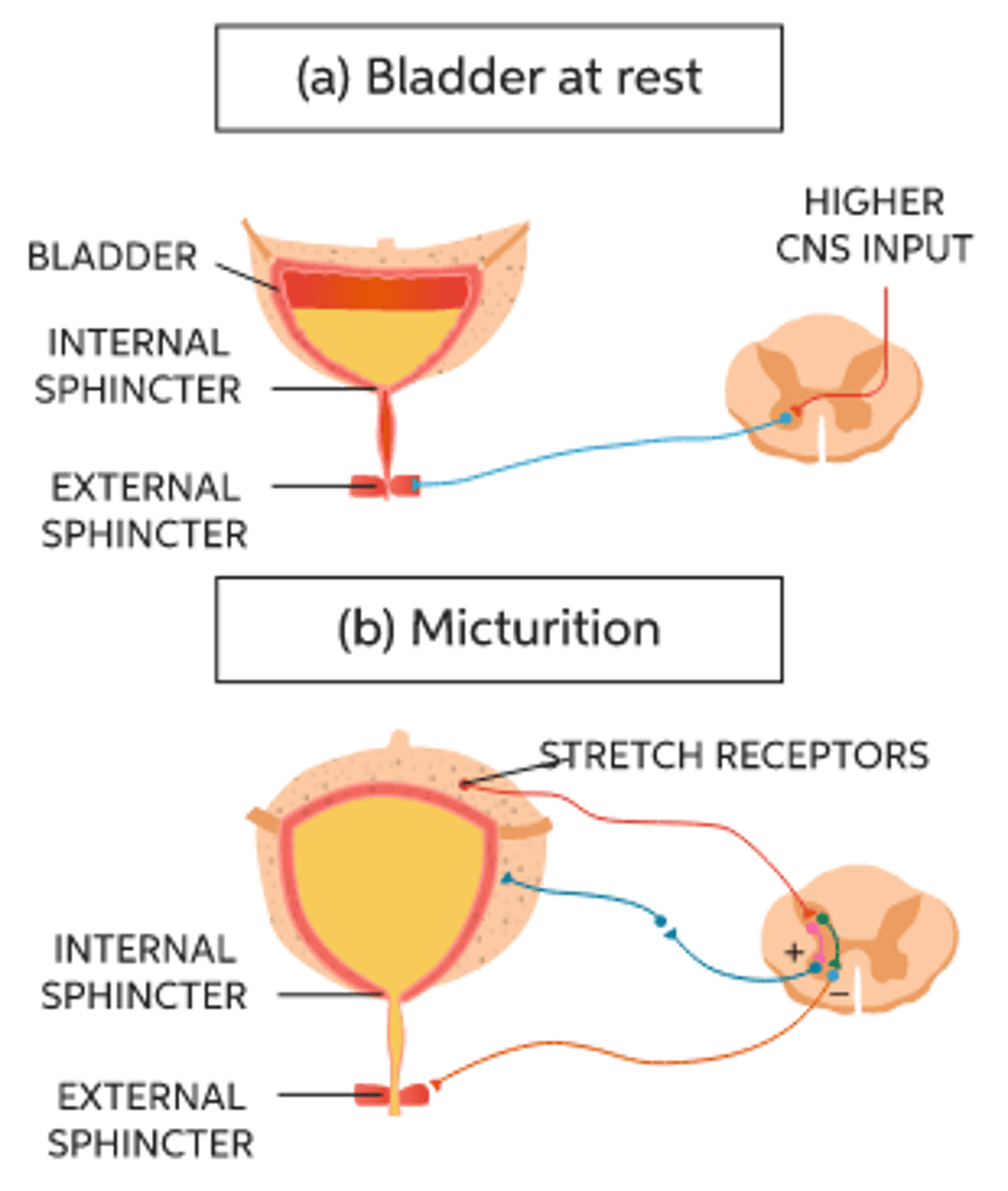 <p>The bladder fills and stretch receptors are stimulated. Afferent impulses stimulate parasympathetic action of detrusor muscle - it contracts. Urethral sphincters relax</p>