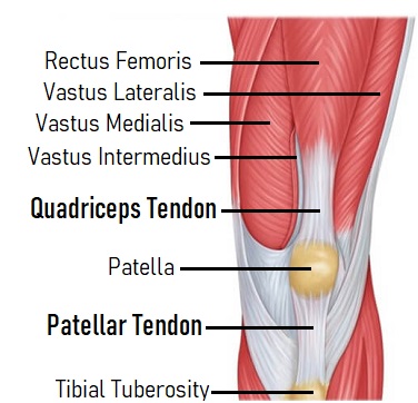 <p>rectus femoris, vastus medialis, vastus lateralis, vastus intermedius, quadriceps tendon, patellar ligament</p>
