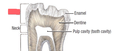 <p>exposed portion of teeth</p>
