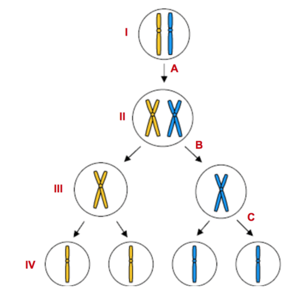 <p>Represents diploid cells</p>
