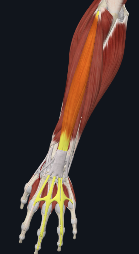 <p>What muscle is this</p>