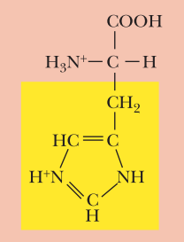 <ul><li><p>Basic</p></li><li><p>His, H</p></li><li><p>α-COOH pKa: 1.8</p></li><li><p>α-NH3+ pKa: 9.2</p></li><li><p>* R-Group pKa: 6.0</p></li></ul><p></p>