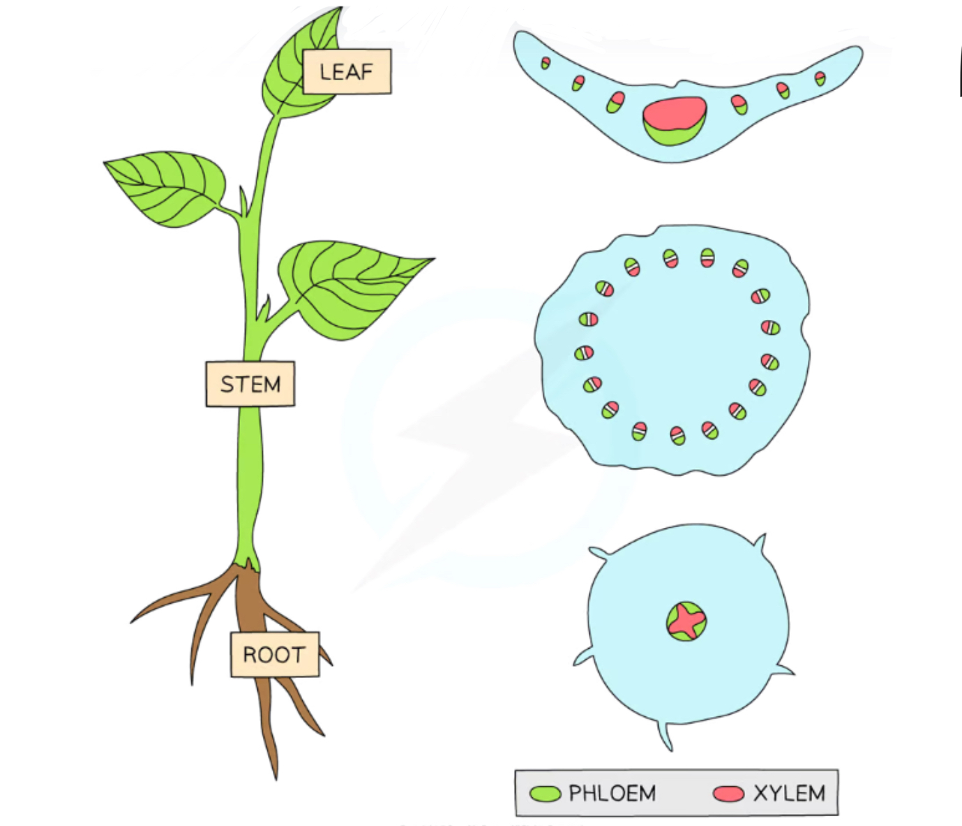 <p>(The white layer between the xylem and phloem in the stem is the <strong>cambium</strong> layer, which is a type of <strong>meristem</strong>)</p>