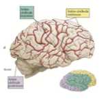 <ul><li><p><strong>Artère cérébrale antérieure</strong> (issue des carotides) → irrigue l’<strong>avant</strong> du cerveau (zone <strong>jaune</strong>).</p></li><li><p><strong>Artère cérébrale moyenne</strong> (issue des carotides) → irrigue la <strong>face latérale</strong> du cerveau (zone <strong>verte</strong>).</p></li><li><p><strong>Artère cérébrale postérieure</strong> (issue des artères vertébrales) → irrigue l’<strong>arrière</strong> du cerveau (zone <strong>violette</strong>)</p></li></ul><p></p>