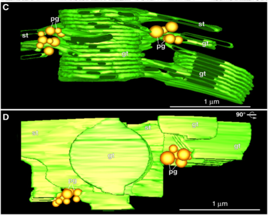 <p>membranes at the margins are non-appressed (green) and those within the grana stacks (red) and those appressed vs non-appressed regions of the thylakoids</p>