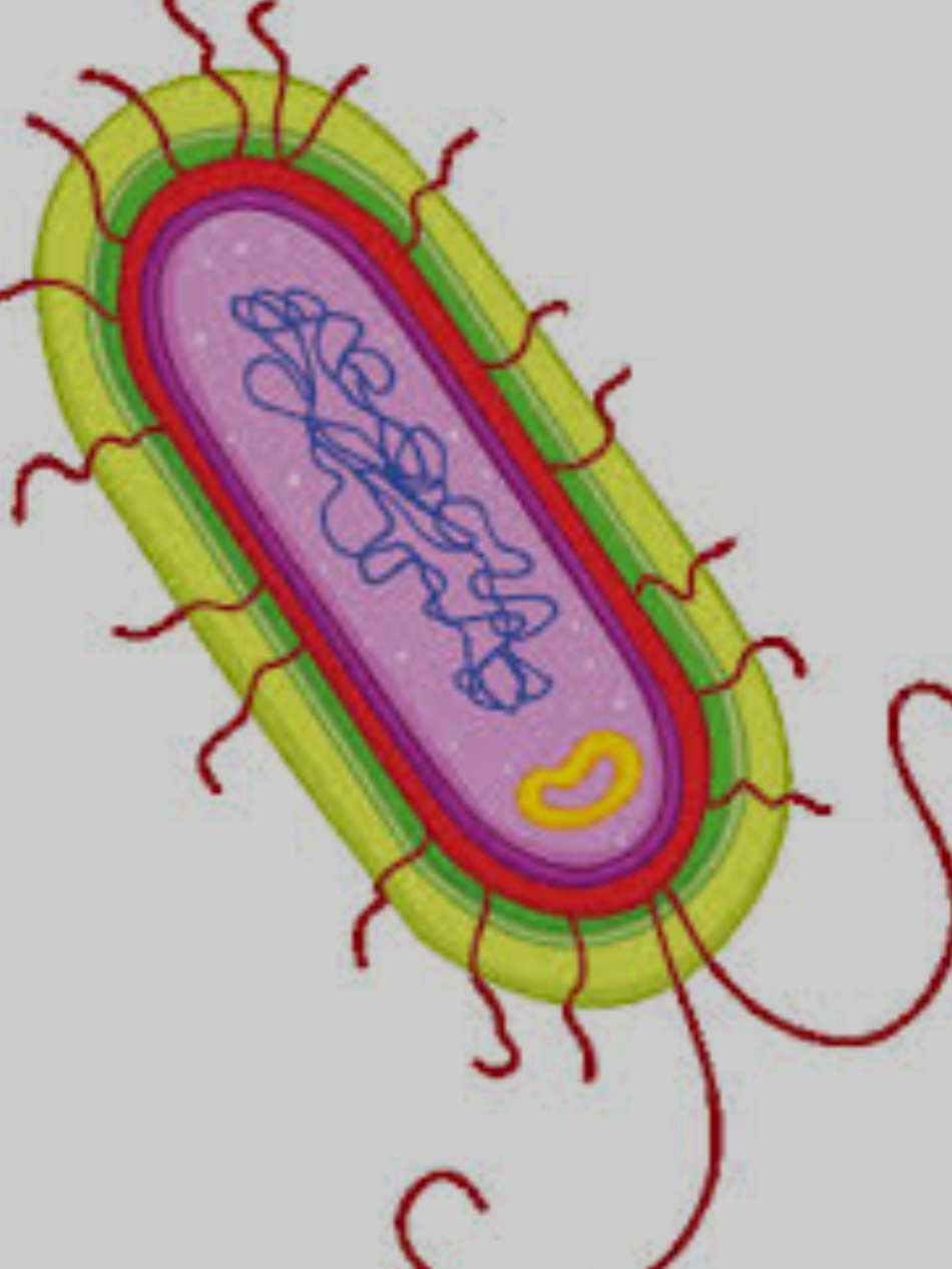 <p>bacterial cell contains</p>