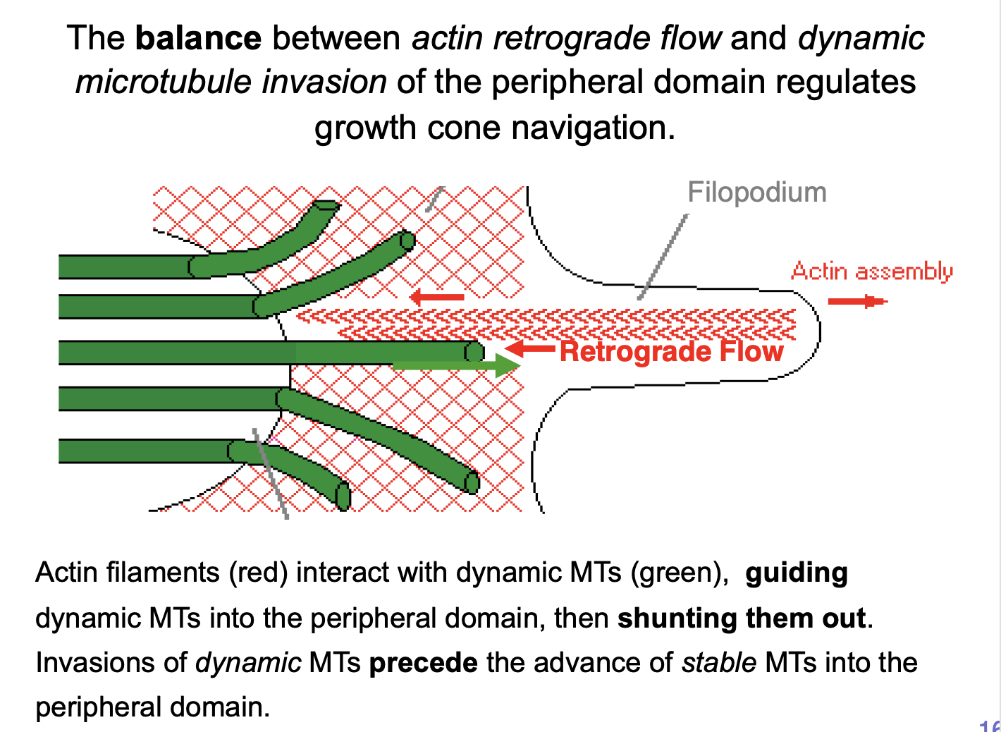 <ol><li><p>probe their environment for <strong>directional cues</strong></p></li><li><p><strong>Pull</strong> the growth cone <strong>forward</strong></p></li><li><p>Microtubule polymerisation in the central domain→ may help <strong>push</strong> it forward</p></li></ol><p></p>
