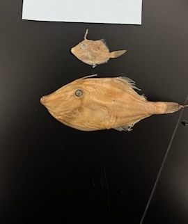 <p>Filefishes</p>