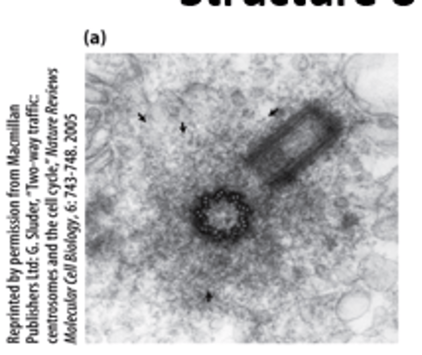 <p>___________-cell centrosome: two centrioles at right angles to each other, surrounded by pericentriolar material (arrows</p>