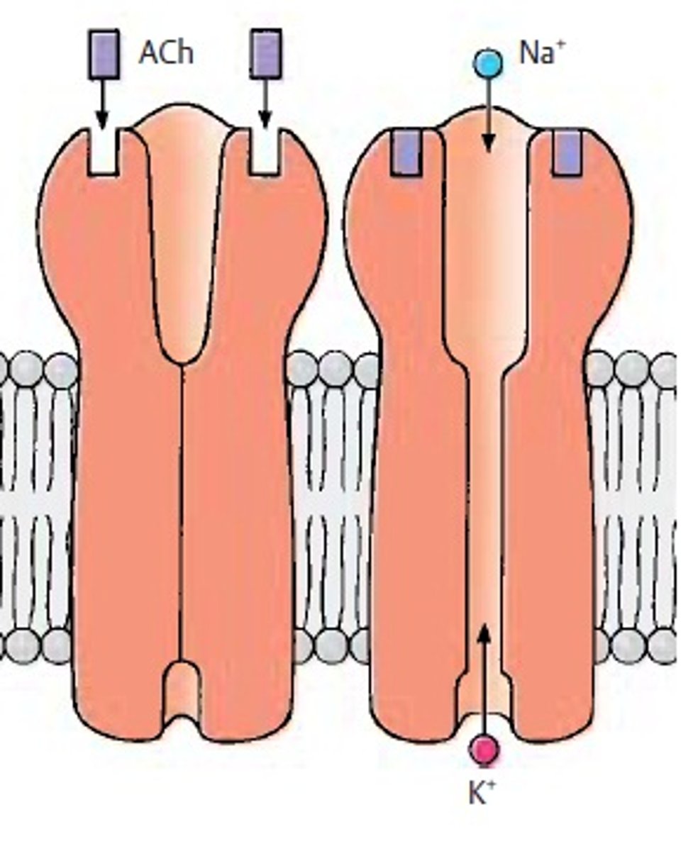 <p>A type of receptor that opens an ion channel in response to the binding of a ligand.</p>