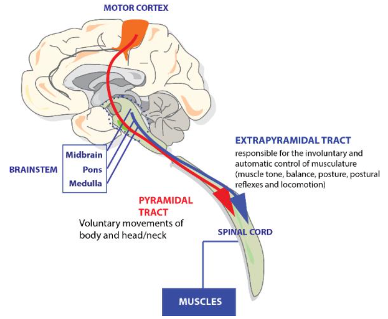 <p>Pyramidal - Extrapyramidal Initiation of voluntary movement - Muscle tone, balance, posture..etc</p>