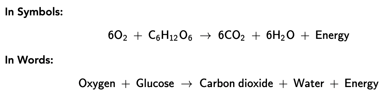 The cellular respiration equation; Energy = ATP