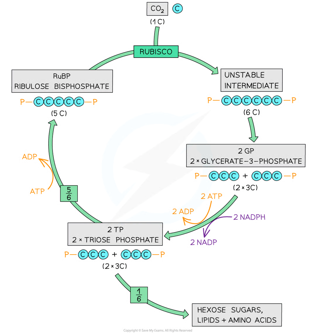 <ul><li><p>rubisco catalyses the fixation of carbon dioxide by combination w molecule of ribulose bisphosphate (RuBP) a 5C compound to yield 2 mols of glycerate 3-phosphate (GP) a 3C compound</p></li><li><p>gp reduced to triose phosphate (tp) in reaction involving nadph and atp</p></li><li><p>RuBP is regenerated from tp in reactions that use ATP</p></li></ul><p></p>