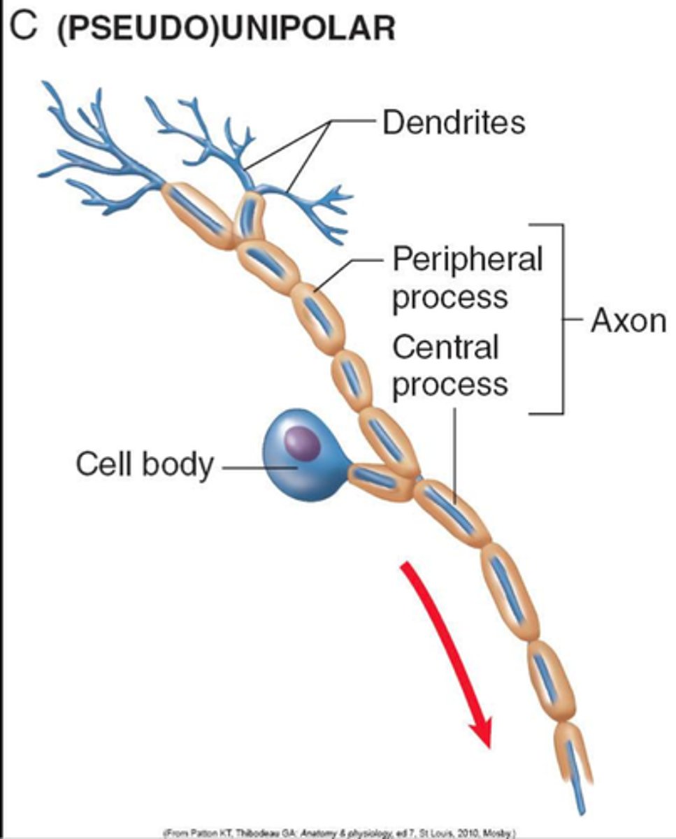 <p>One axon splits and one goes to CNS</p>