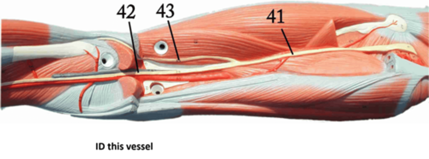 <p>Name the blood vessel. 42</p>