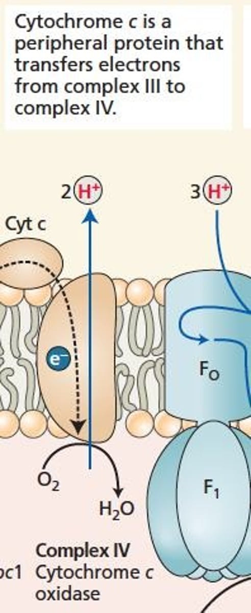 <p>Series of complexes transferring electrons to produce ATP.</p>
