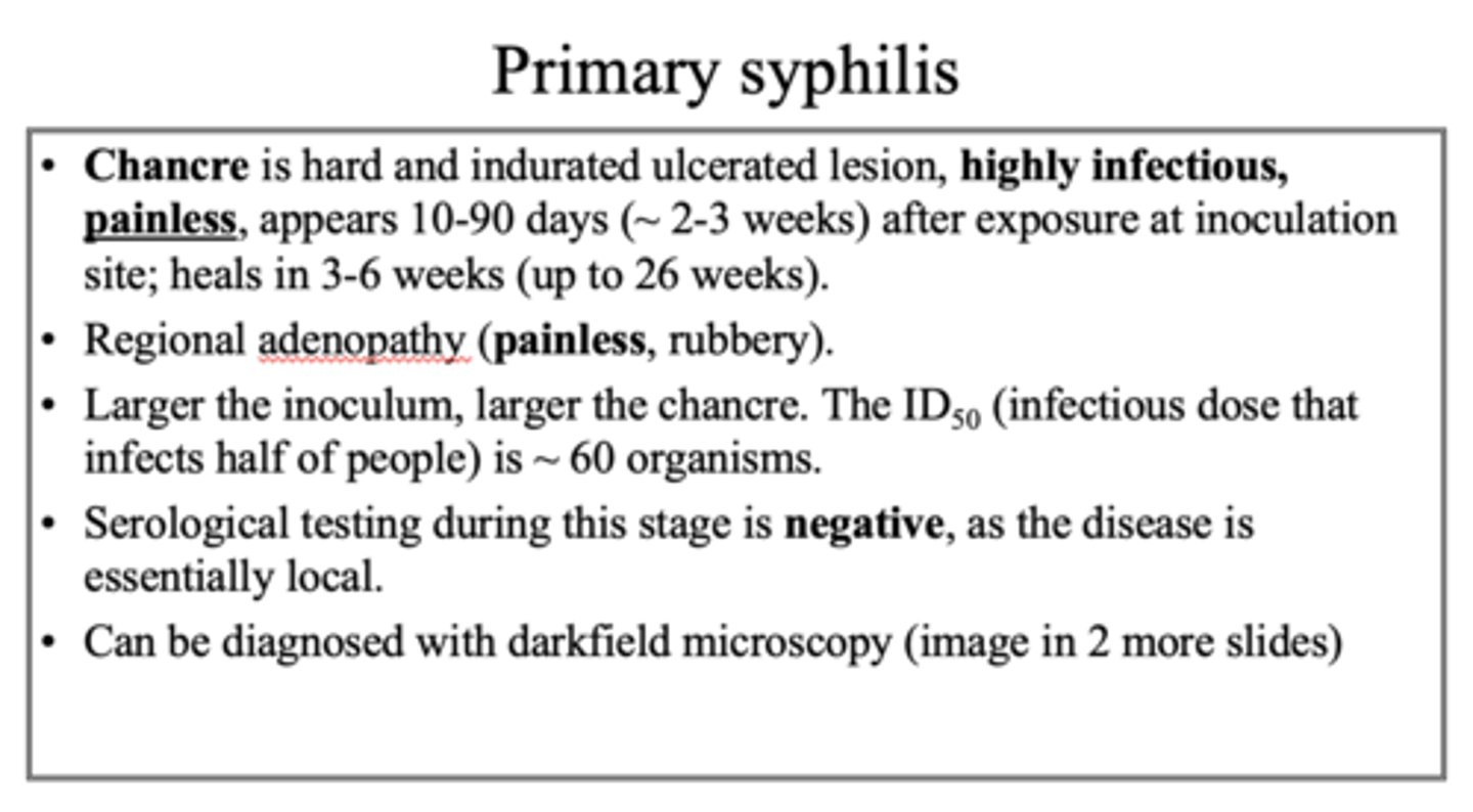 <p>primary syphilis</p>