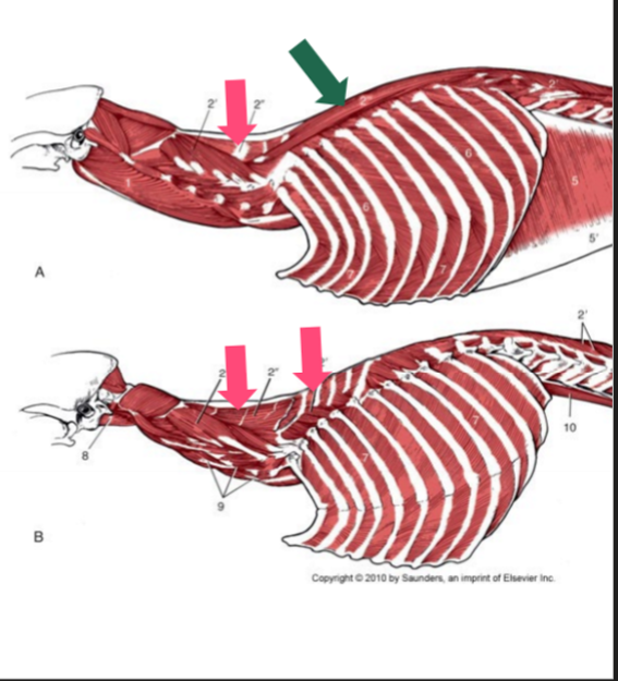 <p>Rosa, O, I, F, del av Mm. Spinalis et Semispinalis</p>