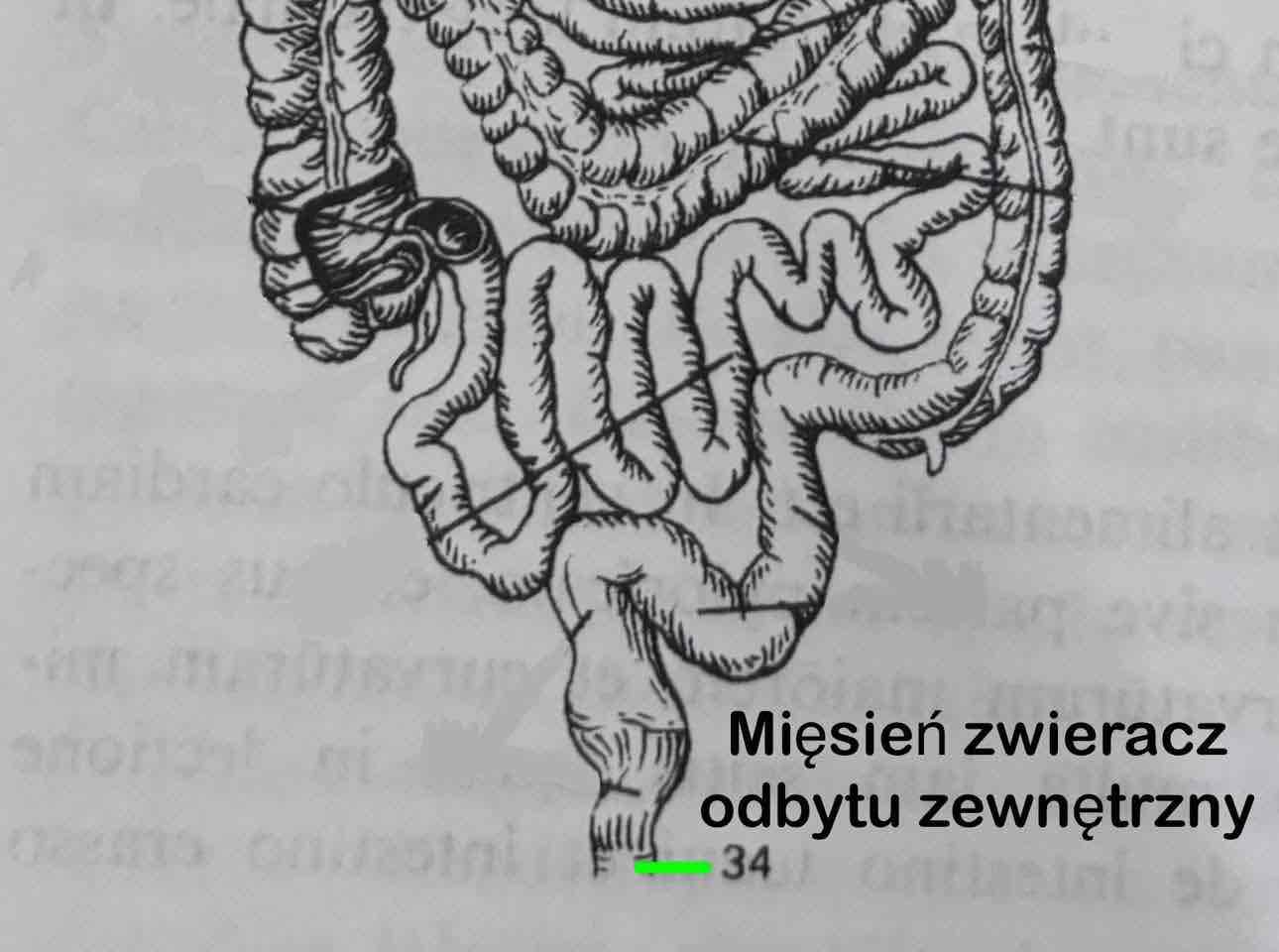 <p>Musculus sphincter ani externus</p>