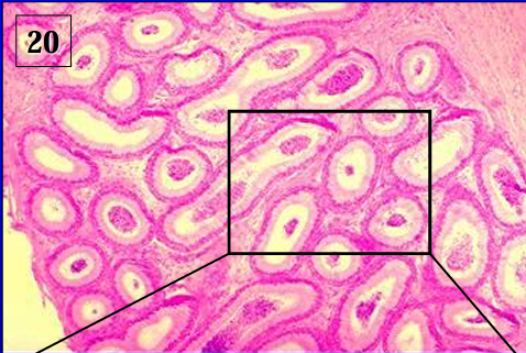 <p>Identify the structure:</p><p>Specie:</p>