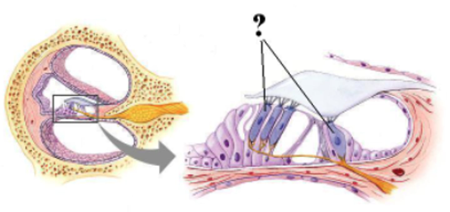 <p>hair cells</p>