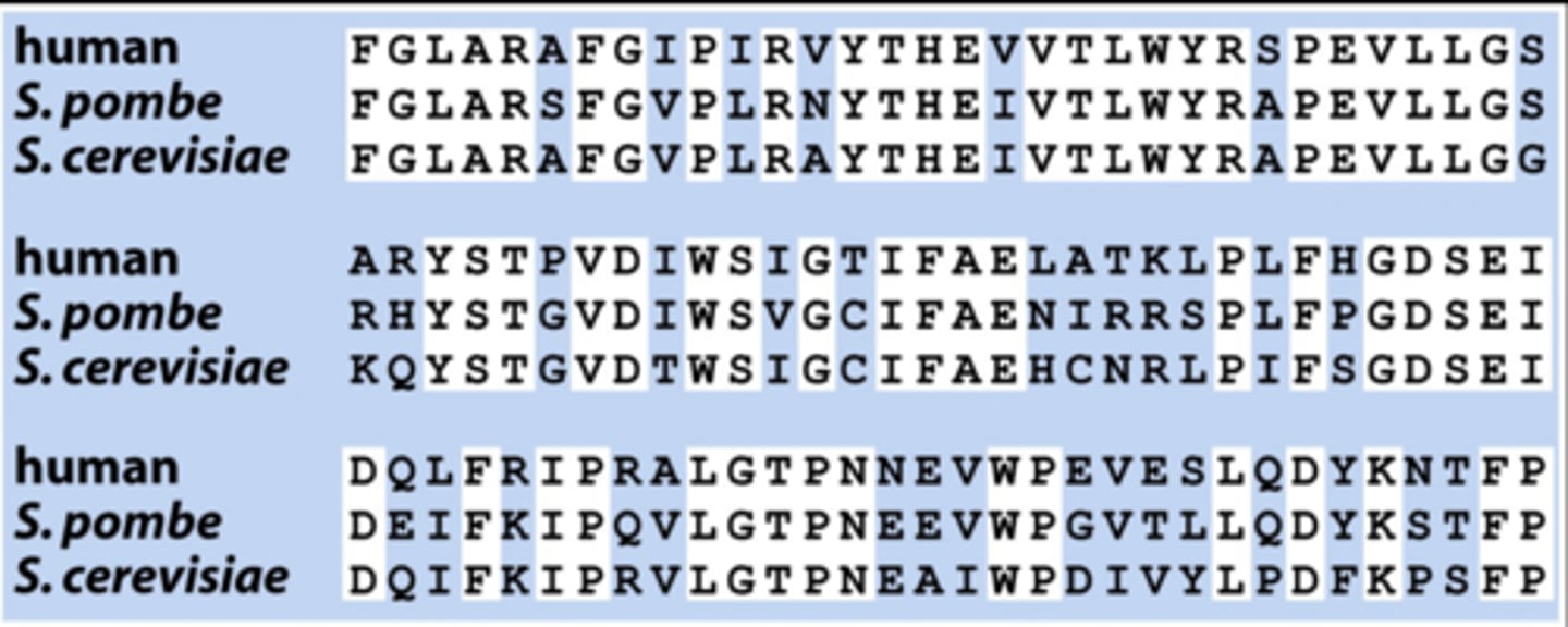 <p>amino acid sequence</p><p>- which can remain similar even when nucleotides differ</p>