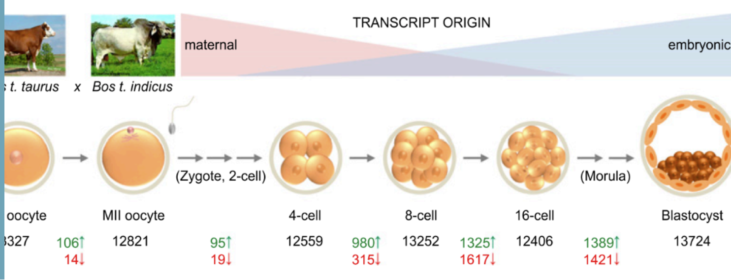 <p>As the cell goes from oocyte to blastocyst, it slowly goes from transcript origin of maternal to more of a transcript origin of embryonic. </p>
