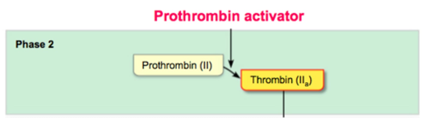 <p>Prothrombin is converted into the active enzyme thrombin</p>