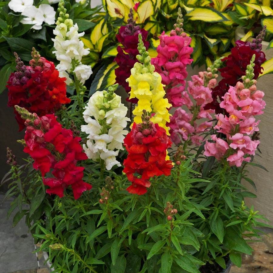 <p>Upright form</p><p>Flower well from spring to fall</p><p>Dragon-shaped, tubular, two-lipped, closed flowers</p><p>Flowers come in both pastel and bright colors such as shades of white, yellow, red, pink, orange, peach and purple (some bicolors)</p><p>Lance shaped, glossy dark green leaves (to 3" long)</p>