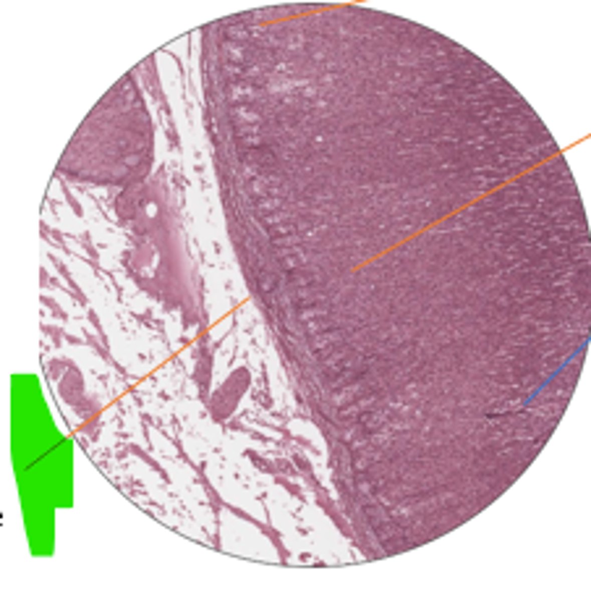 <p>label region and organ</p>